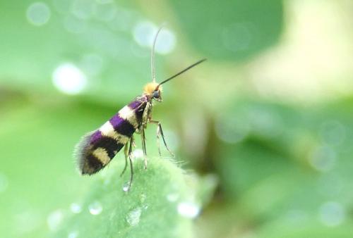Micropterix sp.